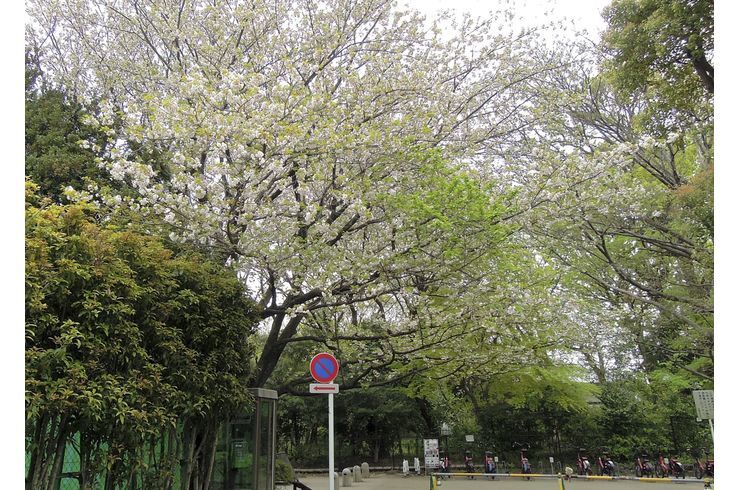 駒場野公園の八重桜