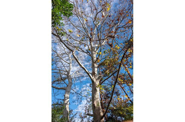 駒場野公園