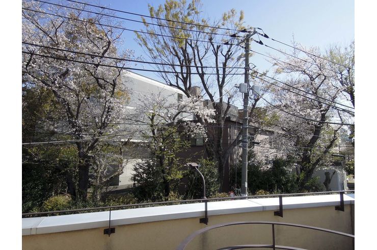 スタジオの桜