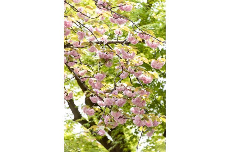 牡丹桜