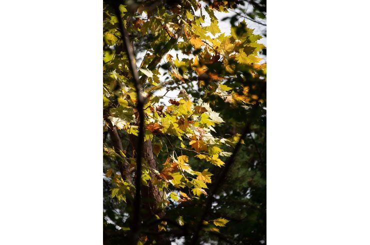 紅葉
