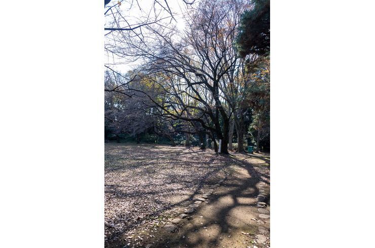 駒場公園
