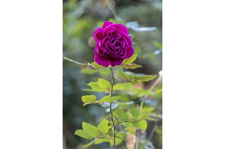 バラの花