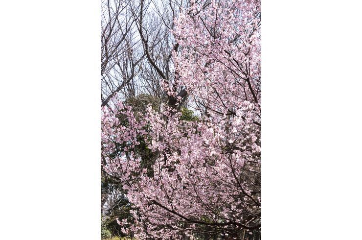 駒場野公園の桜