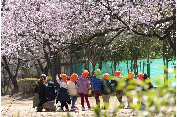 桜と園児