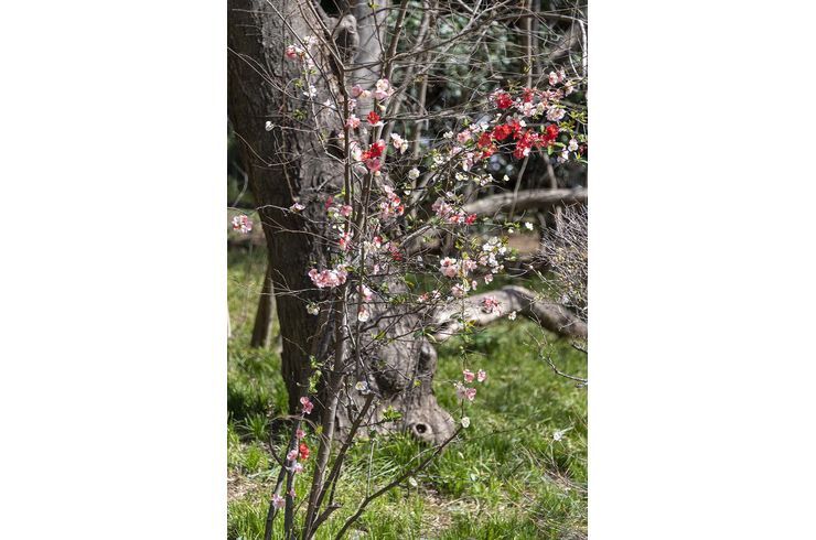 紅白の梅の花