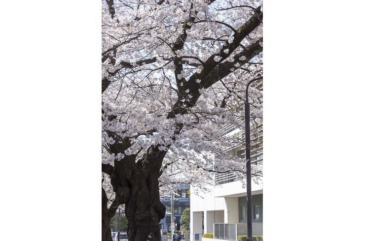 nttデータ前の桜