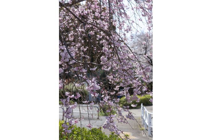 枝垂れ桜