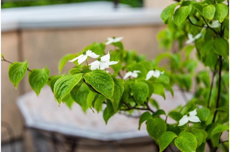 ヤマボウシ