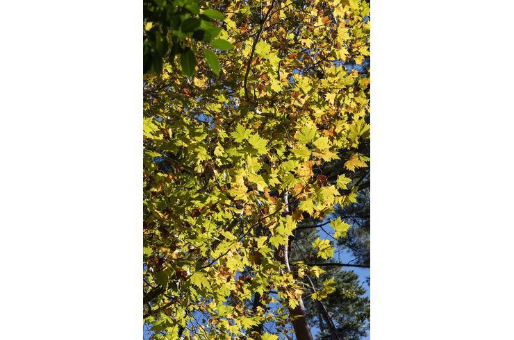 駒場野公園