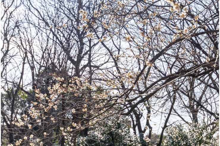 梅の花