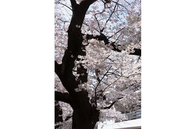 桜
