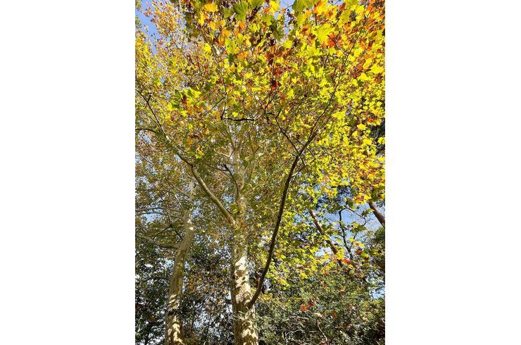 駒場野公園
