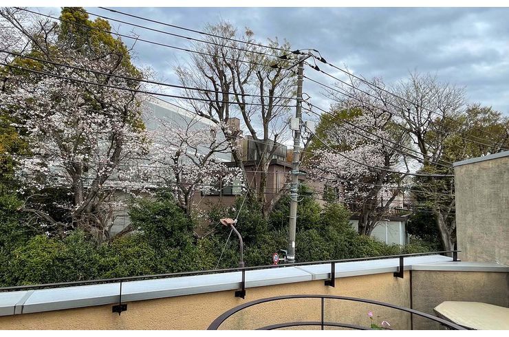 スタジオ前の桜